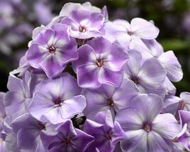 Plamenka latnatá 'Sweet Summer Compact Lilac With Eye'