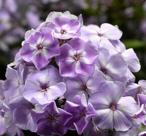 Plamenka latnatá 'Sweet Summer Compact Lilac With Eye' - Phlox paniculata 'Sweet Summer Compact Lilac With Eye'