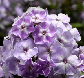 Plamenka latnatá 'Sweet Summer Compact Lilac With Eye' - Phlox paniculata 'Sweet Summer Compact Lilac With Eye'
