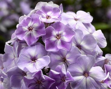 Plamenka latnatá 'Sweet Summer Compact Lilac With Eye'