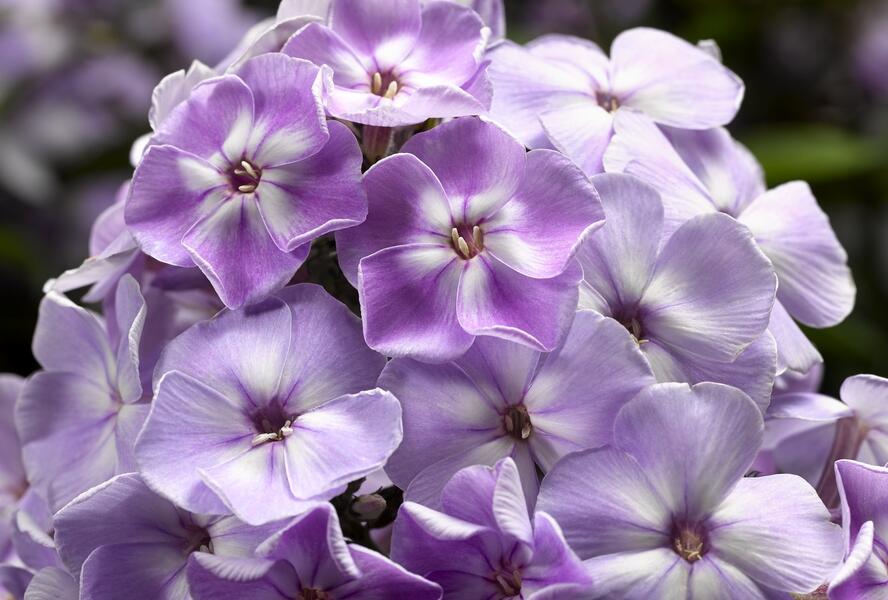 Plamenka latnatá 'Sweet Summer Compact Lilac With Eye' - Phlox paniculata 'Sweet Summer Compact Lilac With Eye'