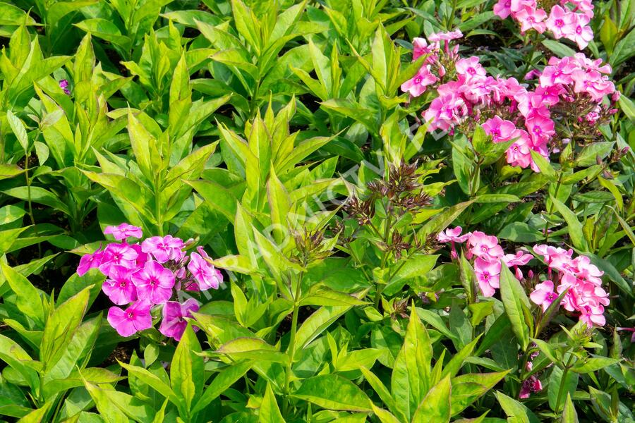 Plamenka latnatá 'Sweet Summer Compact Rose' - Phlox paniculata 'Sweet Summer Compact Rose'