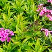 Plamenka latnatá 'Sweet Summer Compact Rose' - Phlox paniculata 'Sweet Summer Compact Rose'