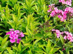 Plamenka latnatá 'Sweet Summer Compact Rose' - Phlox paniculata 'Sweet Summer Compact Rose'