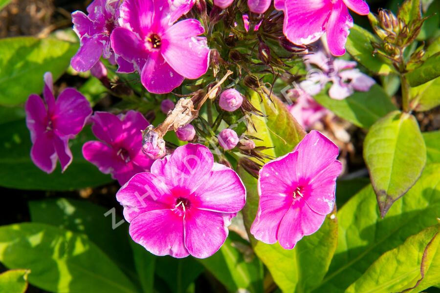 Plamenka latnatá 'Sweet Summer Compact Rose' - Phlox paniculata 'Sweet Summer Compact Rose'