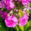 Plamenka latnatá 'Sweet Summer Compact Rose' - Phlox paniculata 'Sweet Summer Compact Rose'