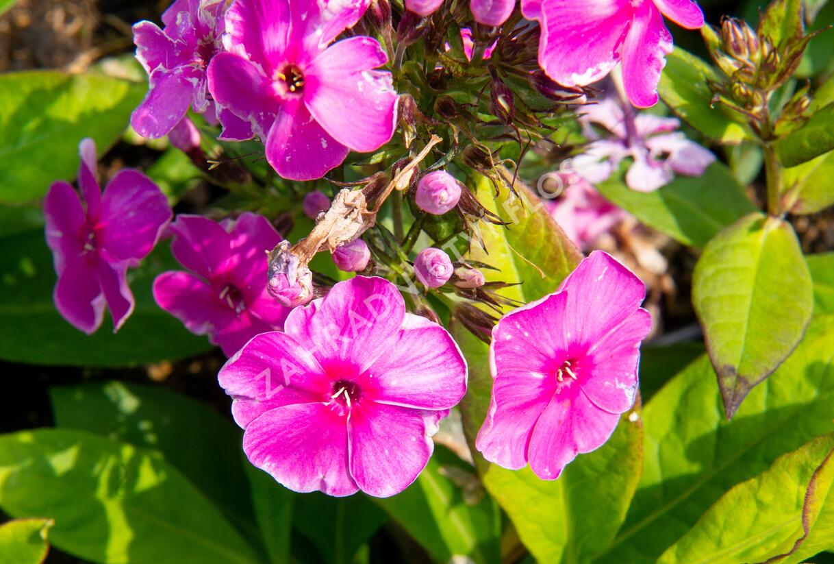 Plamenka latnatá 'Sweet Summer Compact Rose' - Phlox paniculata 'Sweet Summer Compact Rose'