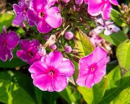 Plamenka latnatá 'Sweet Summer Compact Rose'