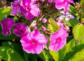 Plamenka latnatá 'Sweet Summer Compact Rose' - Phlox paniculata 'Sweet Summer Compact Rose'