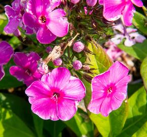 Plamenka latnatá 'Sweet Summer Compact Rose' - Phlox paniculata 'Sweet Summer Compact Rose'