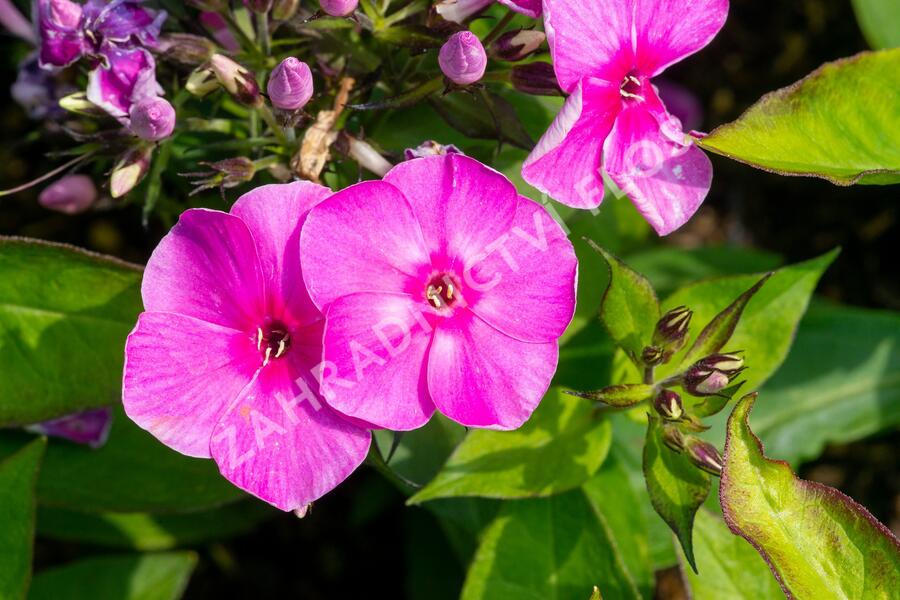 Plamenka latnatá 'Sweet Summer Compact Rose' - Phlox paniculata 'Sweet Summer Compact Rose'