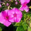 Plamenka latnatá 'Sweet Summer Compact Rose' - Phlox paniculata 'Sweet Summer Compact Rose'