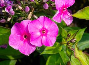 Plamenka latnatá 'Sweet Summer Compact Rose' - Phlox paniculata 'Sweet Summer Compact Rose'