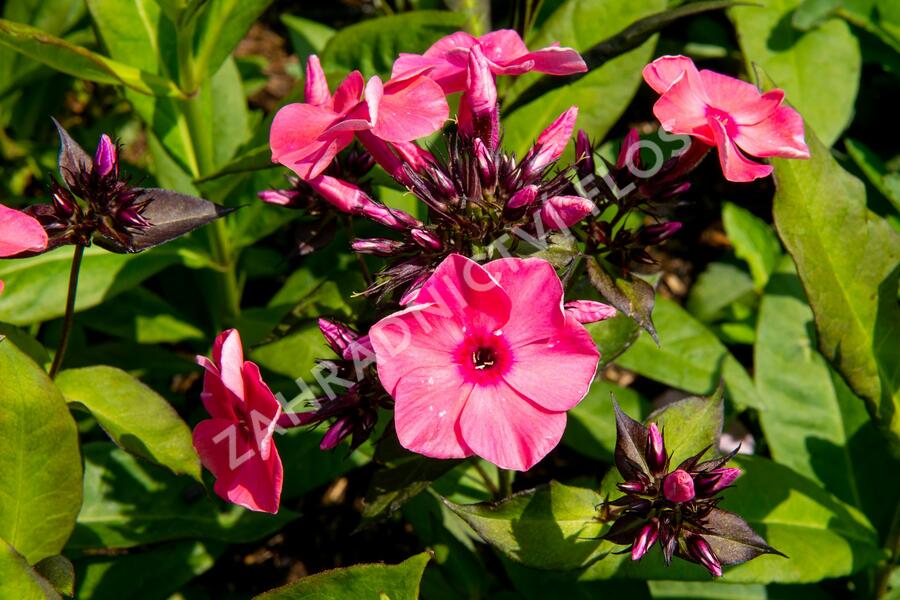 Plamenka latnatá 'Sweet Summer Orange Rose' - Phlox paniculata 'Sweet Summer Orange Rose'