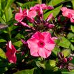 Plamenka latnatá 'Sweet Summer Orange Rose' - Phlox paniculata 'Sweet Summer Orange Rose'