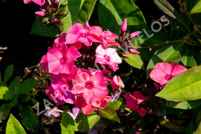 Plamenka latnatá 'Sweet Summer Orange Rose' - Phlox paniculata 'Sweet Summer Orange Rose'