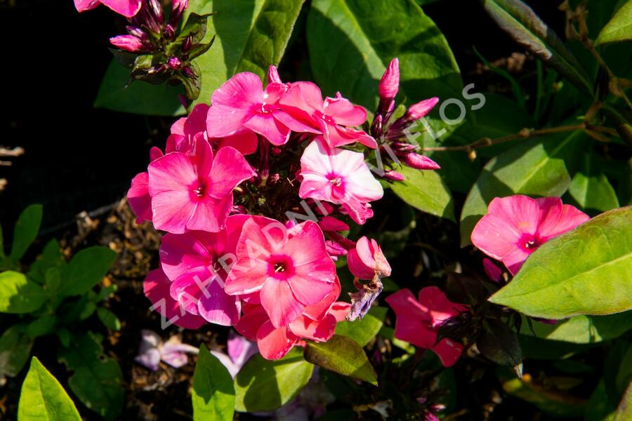Plamenka latnatá 'Sweet Summer Orange Rose' - Phlox paniculata 'Sweet Summer Orange Rose'