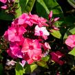 Plamenka latnatá 'Sweet Summer Orange Rose' - Phlox paniculata 'Sweet Summer Orange Rose'