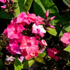 Plamenka latnatá 'Sweet Summer Orange Rose' - Phlox paniculata 'Sweet Summer Orange Rose'