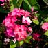 plamenka-latnata-sweet-summer-orange-rose.jpg