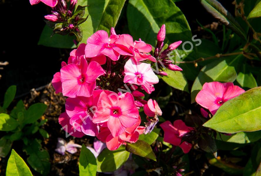Plamenka latnatá 'Sweet Summer Orange Rose' - Phlox paniculata 'Sweet Summer Orange Rose'
