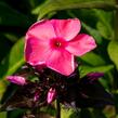 Plamenka latnatá 'Sweet Summer Orange Rose' - Phlox paniculata 'Sweet Summer Orange Rose'