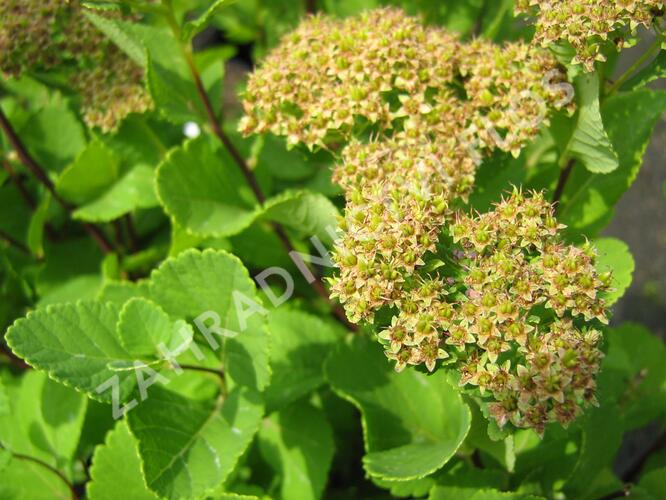 Tavolník břízolistý - Spiraea betulifolia