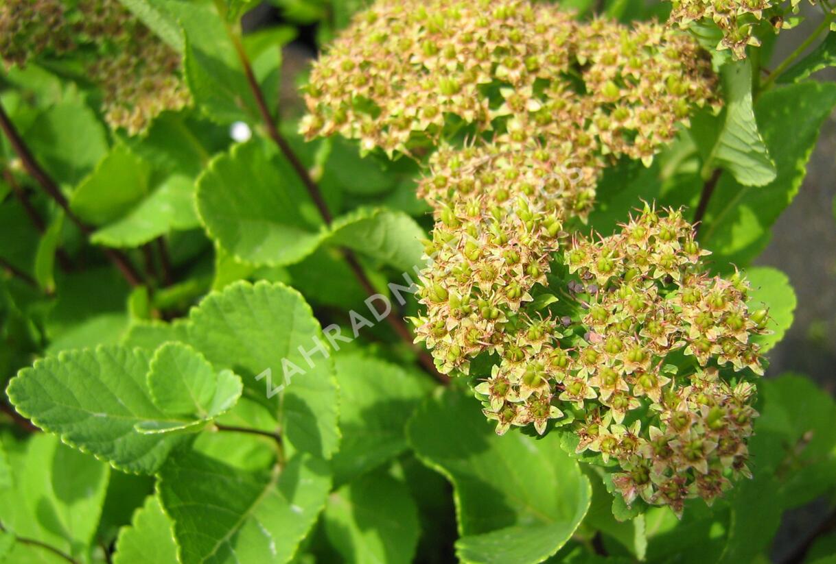 Tavolník břízolistý - Spiraea betulifolia