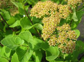 Tavolník břízolistý - Spiraea betulifolia