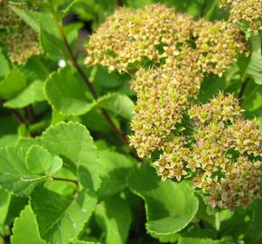 Tavolník břízolistý