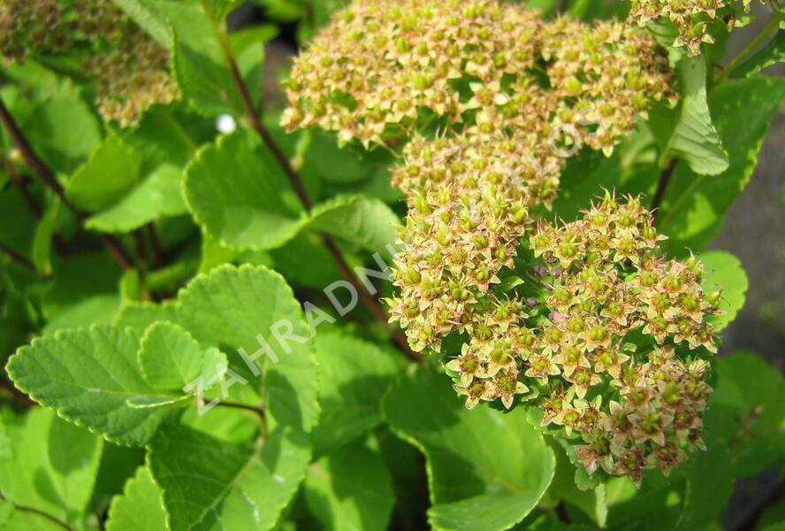 Tavolník břízolistý - Spiraea betulifolia
