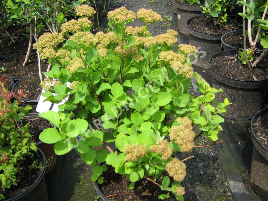 Tavolník břízolistý - Spiraea betulifolia