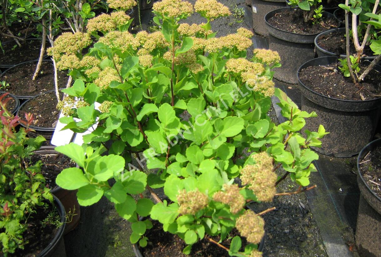 Tavolník břízolistý - Spiraea betulifolia
