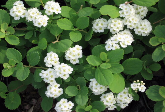 Tavolník břízolistý - Spiraea betulifolia