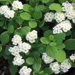 Tavolník břízolistý - Spiraea betulifolia