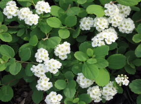Tavolník břízolistý - Spiraea betulifolia
