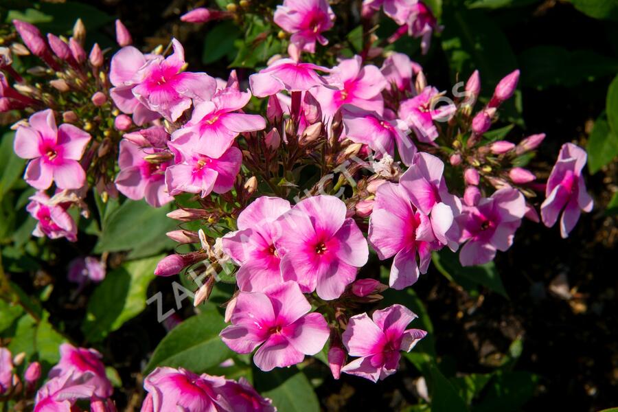 Plamenka latnatá 'Sweet Summer Compact Rose with Dark Eye' - Phlox paniculata 'Sweet Summer Compact Rose with Dark Eye'