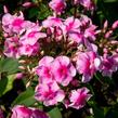 Plamenka latnatá 'Sweet Summer Compact Rose with Dark Eye' - Phlox paniculata 'Sweet Summer Compact Rose with Dark Eye'