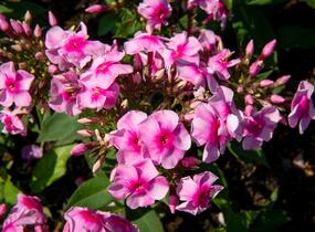 Plamenka latnatá 'Sweet Summer Compact Rose with Dark Eye' - Phlox paniculata 'Sweet Summer Compact Rose with Dark Eye'