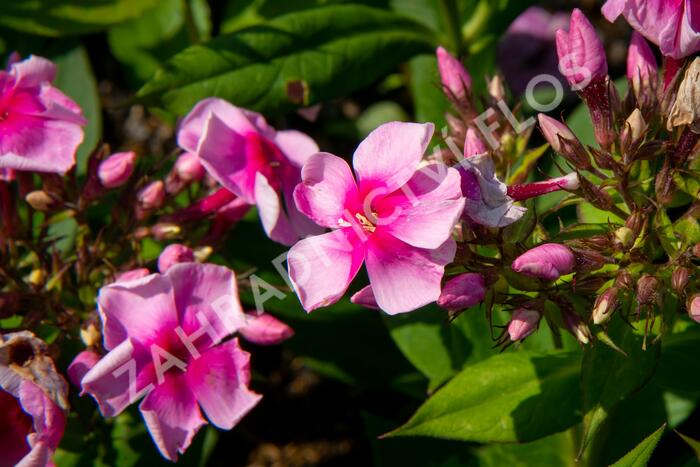 Plamenka latnatá 'Sweet Summer Compact Rose with Dark Eye' - Phlox paniculata 'Sweet Summer Compact Rose with Dark Eye'