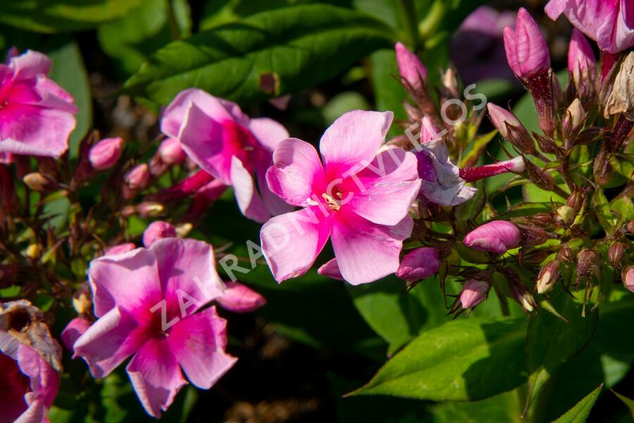 Plamenka latnatá 'Sweet Summer Compact Rose with Dark Eye' - Phlox paniculata 'Sweet Summer Compact Rose with Dark Eye'