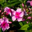 Plamenka latnatá 'Sweet Summer Compact Rose with Dark Eye' - Phlox paniculata 'Sweet Summer Compact Rose with Dark Eye'