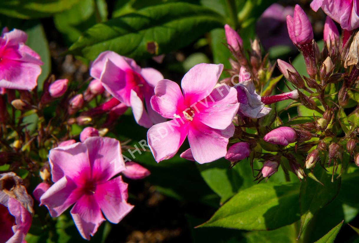 Plamenka latnatá 'Sweet Summer Compact Rose with Dark Eye' - Phlox paniculata 'Sweet Summer Compact Rose with Dark Eye'