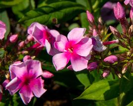 Plamenka latnatá 'Sweet Summer Compact Rose with Dark Eye'