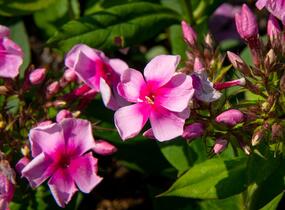 Plamenka latnatá 'Sweet Summer Compact Rose with Dark Eye' - Phlox paniculata 'Sweet Summer Compact Rose with Dark Eye'