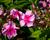 Plamenka latnatá 'Sweet Summer Compact Rose with Dark Eye'