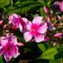 plamenka-latnata-sweet-summer-compact-rose-with-dark-eye.jpg
