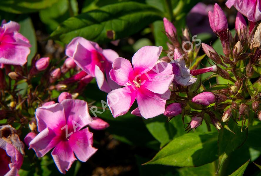 Plamenka latnatá 'Sweet Summer Compact Rose with Dark Eye' - Phlox paniculata 'Sweet Summer Compact Rose with Dark Eye'