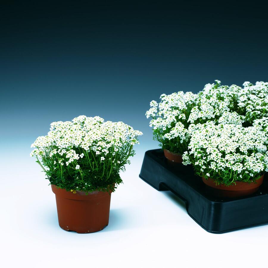 Řeřuška alpská 'Icecube' - Pritzelago alpina 'Icecube'