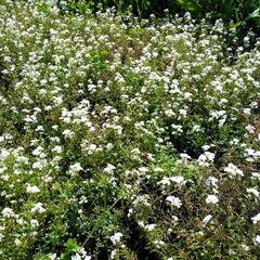 Řeřuška alpská 'Icecube' - Pritzelago alpina 'Icecube'